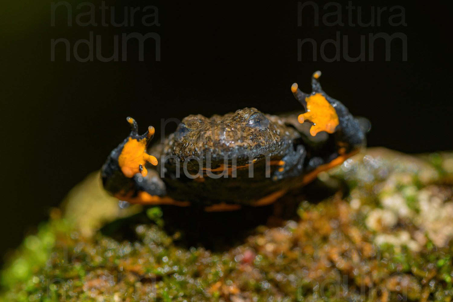 Foto di Ululone appenninico (Bombina pachypus)