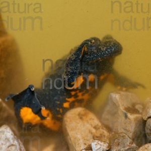 Photos of Yellow-Bellied Toad (Bombina Pachypus)