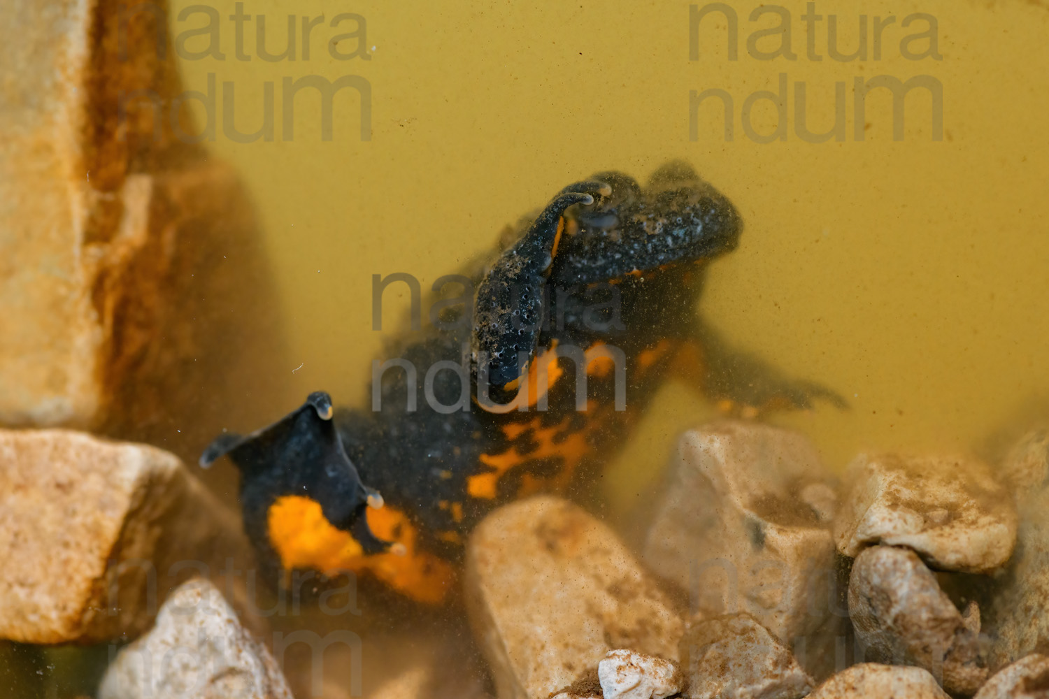 Photos of Yellow-Bellied Toad (Bombina Pachypus)