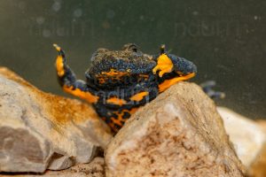 Foto di Ululone appenninico (Bombina pachypus)