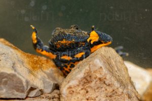 Photos of Yellow-Bellied Toad (Bombina Pachypus)