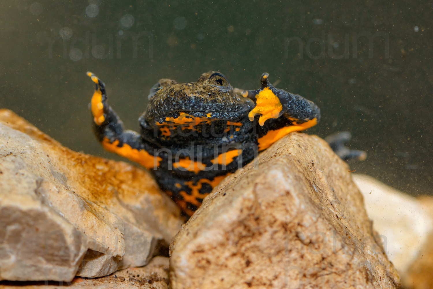 Photos of Yellow-Bellied Toad (Bombina Pachypus)