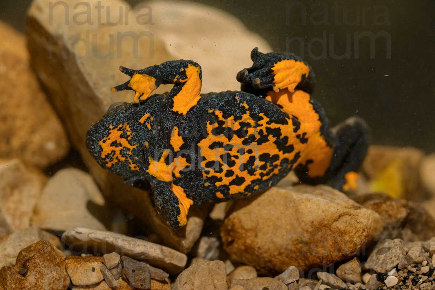 Photos of Yellow-Bellied Toad (Bombina Pachypus)