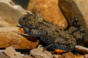 Photos of Yellow-Bellied Toad (Bombina Pachypus)