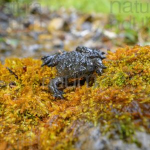 Photos of Yellow-Bellied Toad (Bombina Pachypus)