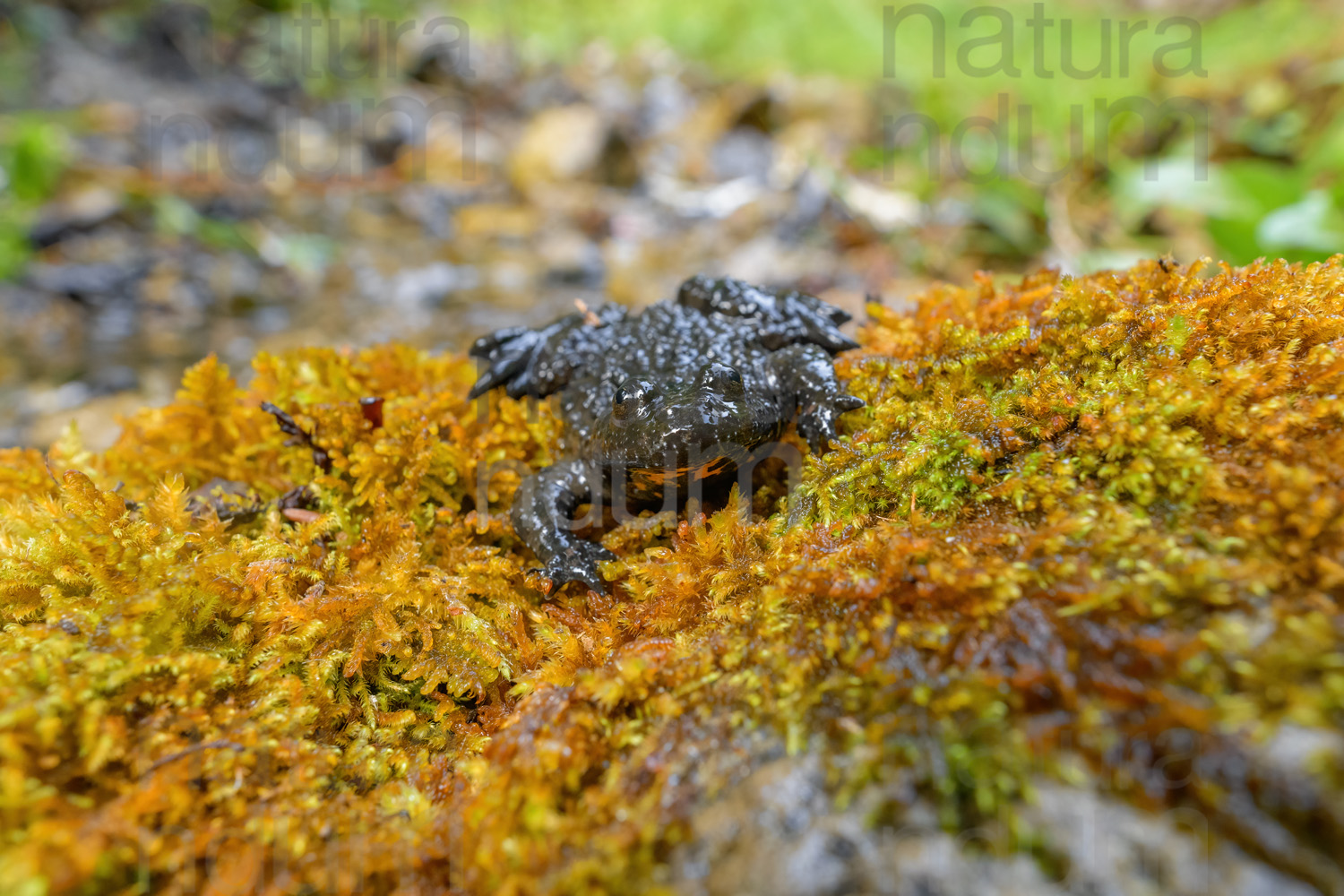 Photos of Yellow-Bellied Toad (Bombina Pachypus)