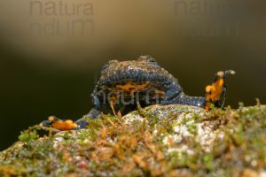 Photos of Yellow-Bellied Toad (Bombina Pachypus)