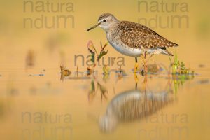 Photos of Wood Sandpiper (Tringa glareola)