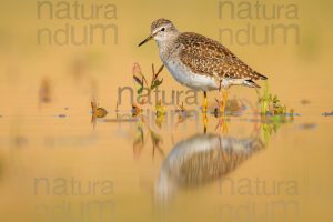 Photos of Wood Sandpiper (Tringa glareola)