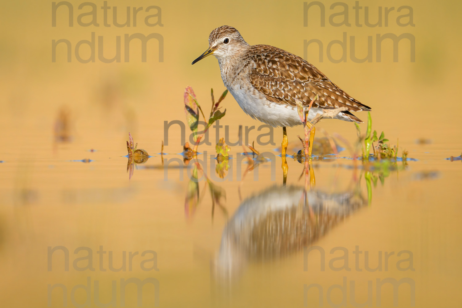 Photos of Wood Sandpiper (Tringa glareola)