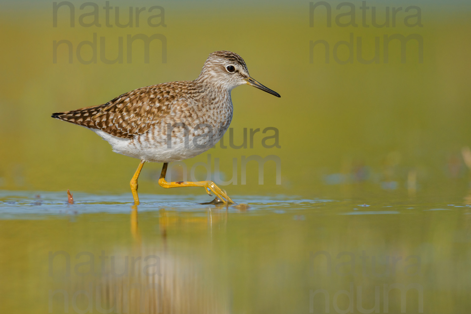 Foto di Piro piro boschereccio (Tringa glareola)