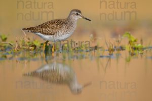 Photos of Wood Sandpiper (Tringa glareola)