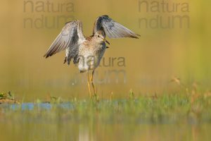 Photos of Wood Sandpiper (Tringa glareola)