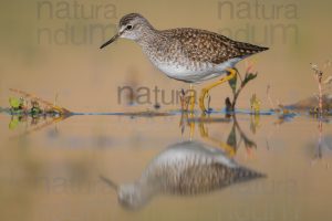 Photos of Wood Sandpiper (Tringa glareola)