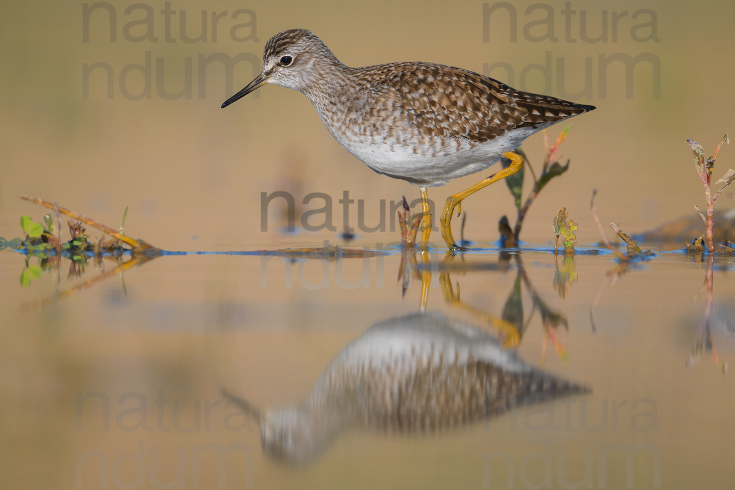 Photos of Wood Sandpiper (Tringa glareola)