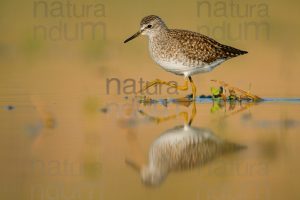 Photos of Wood Sandpiper (Tringa glareola)