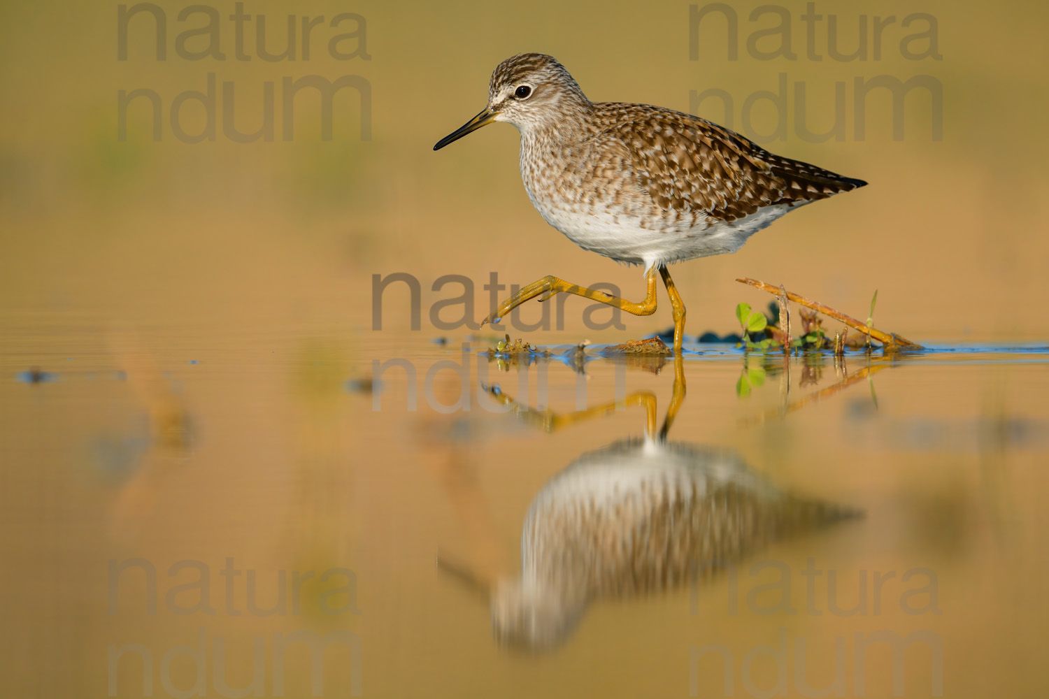 Photos of Wood Sandpiper (Tringa glareola)