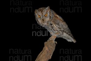 Foto di Assiolo (Otus scops)