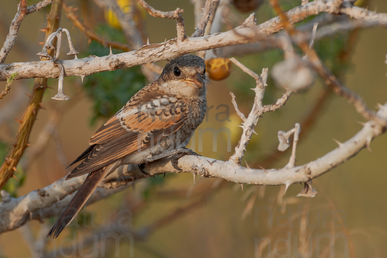 Foto di Averla piccola (Lanius collurio)