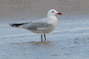 Foto di Gabbiano corso (Ichthyaetus audouinii)