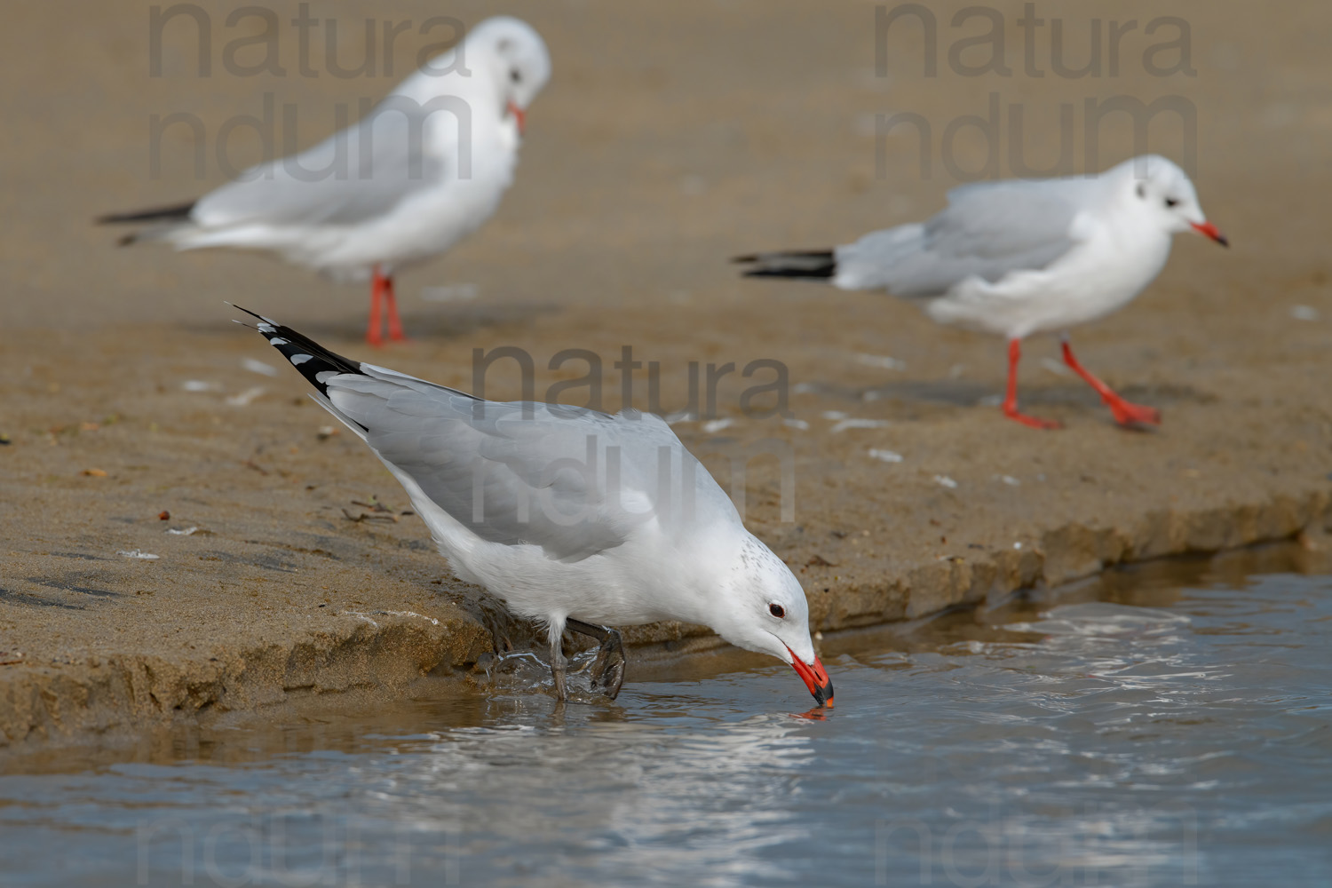 Foto di Gabbiano corso (Ichthyaetus audouinii)