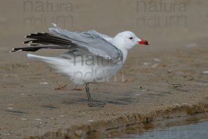 Foto di Gabbiano corso (Ichthyaetus audouinii)