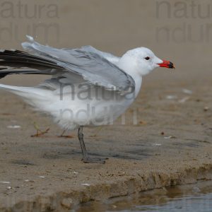 Foto di Gabbiano corso (Ichthyaetus audouinii)