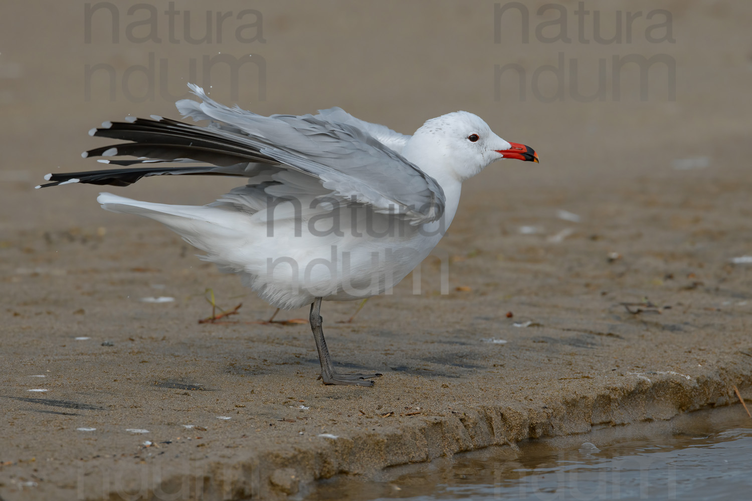 Foto di Gabbiano corso (Ichthyaetus audouinii)