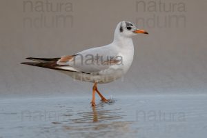 Foto di Gabbiano comune (Chroicocephalus ridibundus)