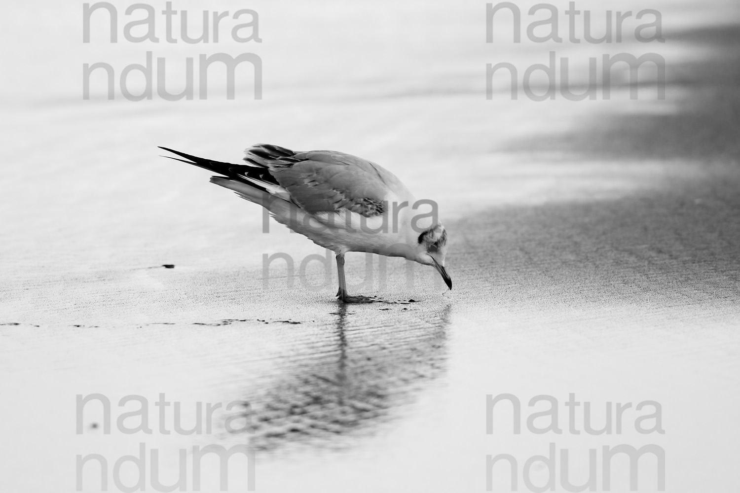 Foto di Gabbiano comune (Chroicocephalus ridibundus)