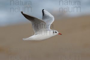 Foto di Gabbiano comune (Chroicocephalus ridibundus)