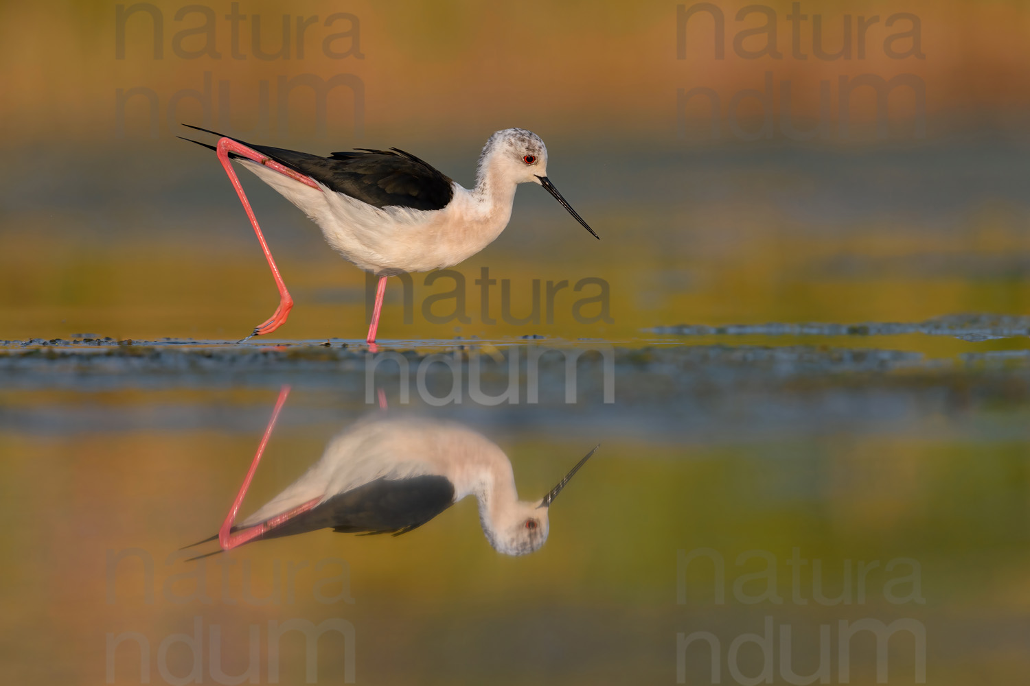 Foto di Cavaliere d'Italia (Himantopus himantopus)