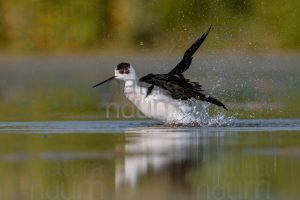 Foto di Cavaliere d'Italia (Himantopus himantopus)