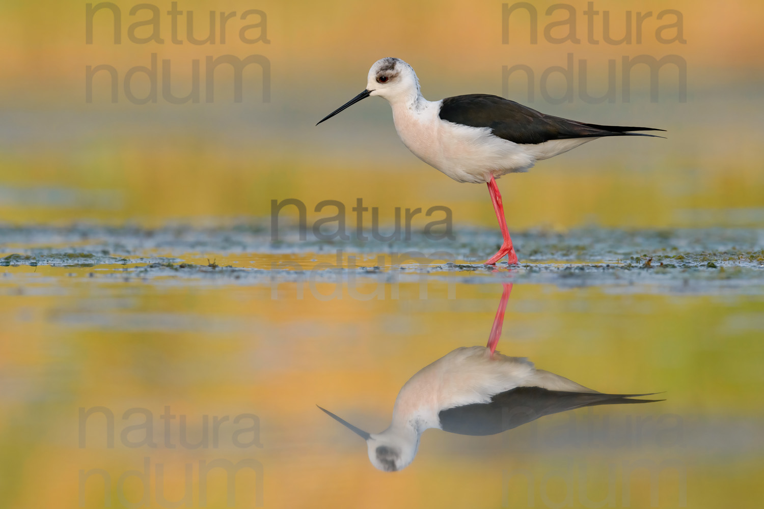 Black-winged Stilt images (Himantopus himantopus)