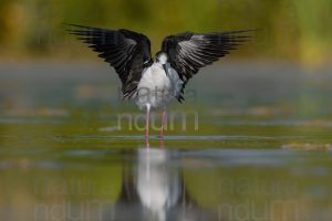 Foto di Cavaliere d'Italia (Himantopus himantopus)