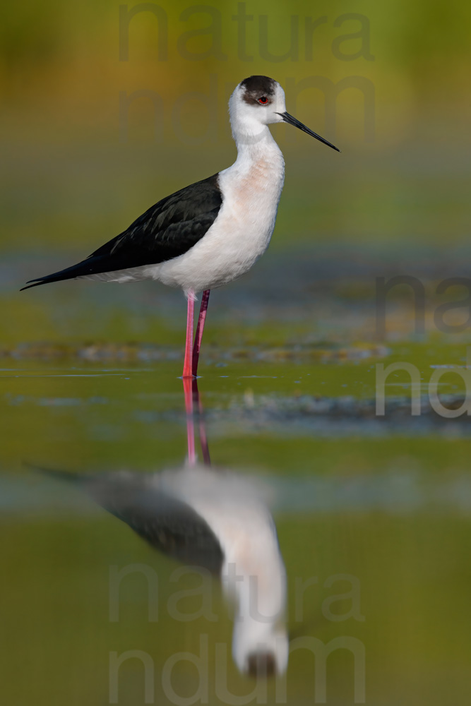 Foto di Cavaliere d'Italia (Himantopus himantopus)