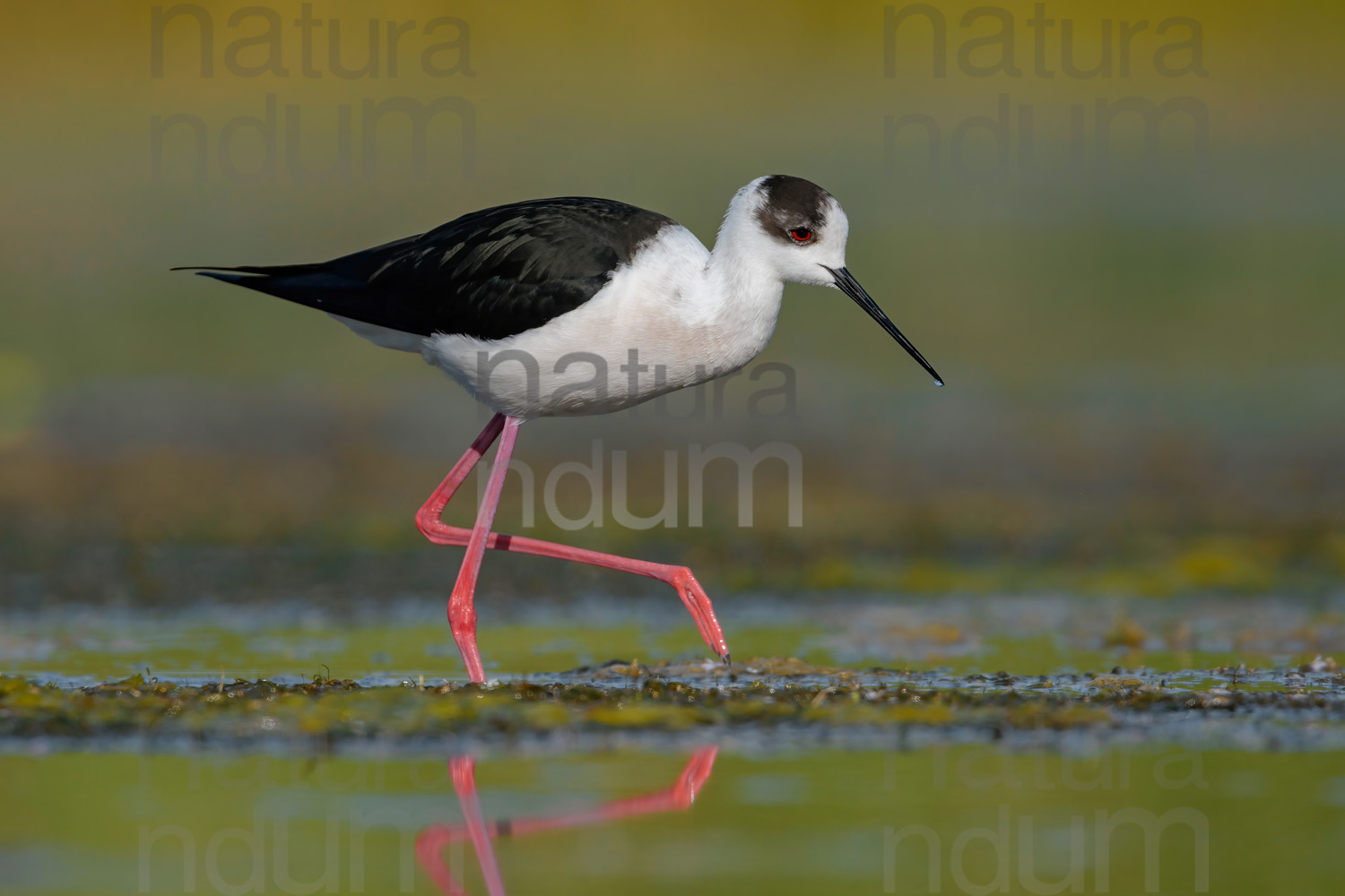 Foto di Cavaliere d'Italia (Himantopus himantopus)