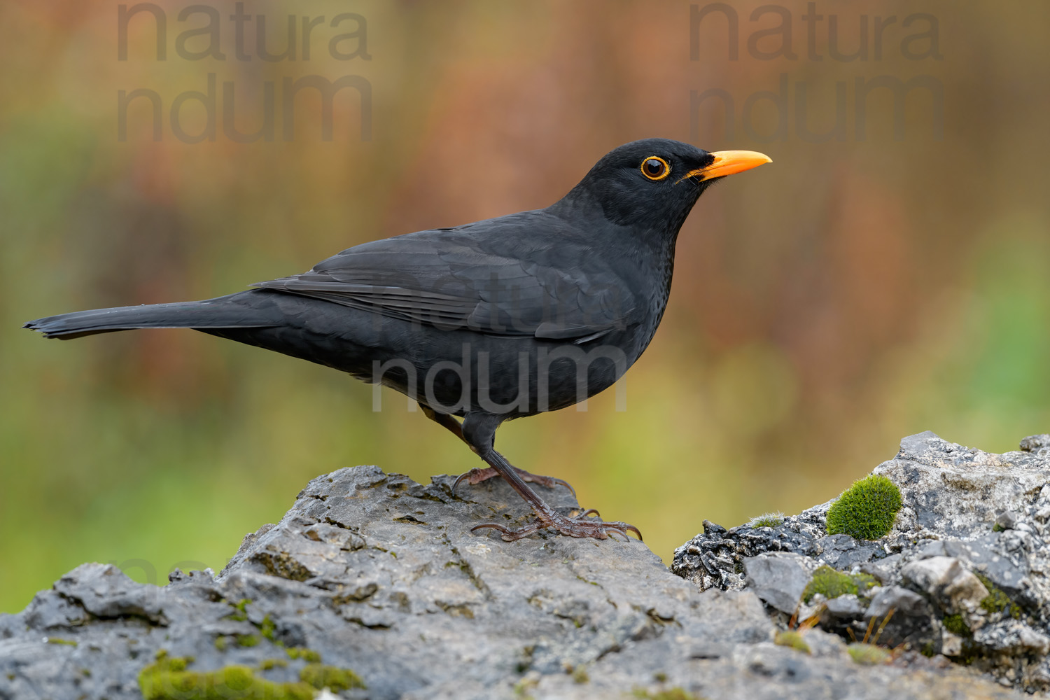 Foto di Merlo (Turdus merula)