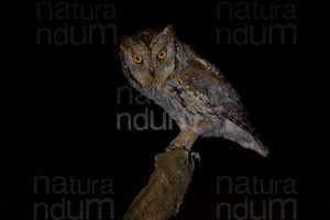 Foto di Assiolo (Otus scops)