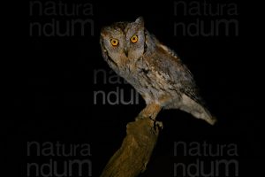 Foto di Assiolo (Otus scops)