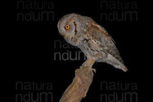 Foto di Assiolo (Otus scops)