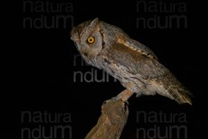 Foto di Assiolo (Otus scops)