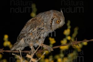 Foto di Assiolo (Otus scops)