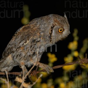Photos of Scops Owl (Otus scops)