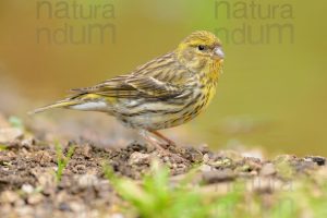 Photos of European Serin (Serinus serinus)