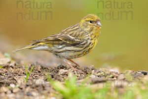 Foto di Verzellino (Serinus serinus)