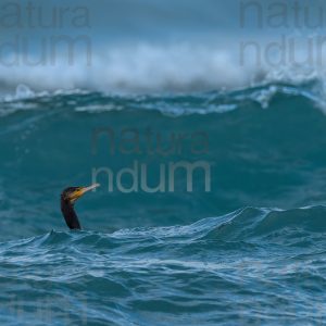 Photos of Great Cormorant (Phalacrocorax carbo)