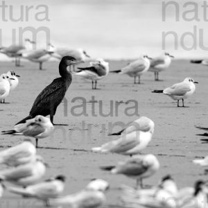 Foto di Cormorano (Phalacrocorax carbo)