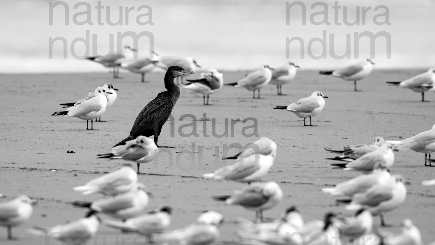 Foto di Cormorano (Phalacrocorax carbo)