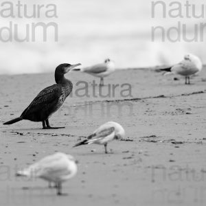 Foto di Cormorano (Phalacrocorax carbo)